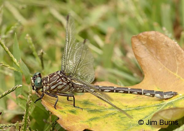 Elusive Clubtail female #2, Kankakee Co., IL, September 2017