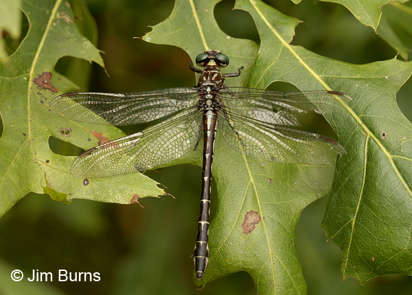 Elusive Clubtail female dorsal view, Kankakee Co., IL, September 2017