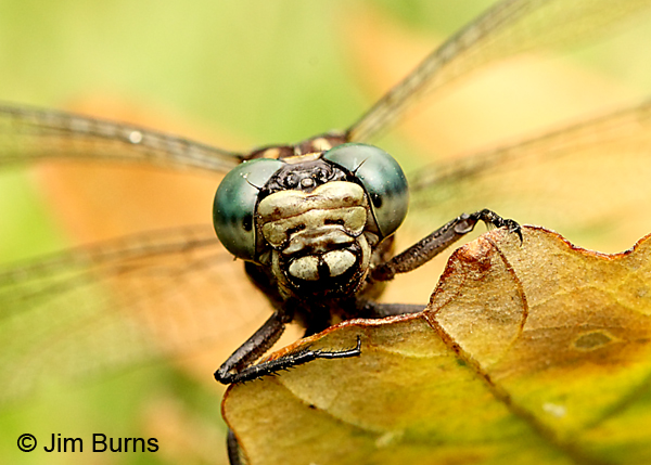 Elusive Clubtail female face shot, Kankakee Co., IL, September 2017