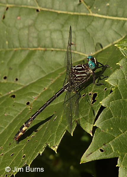 Elusive Clubtail male, Hennepin Co., MN, September 2016