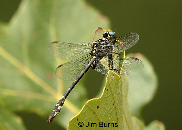 Elusive Clubtail male, Kankakee Co., IL, September 2017