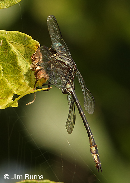 Elusive Clubtail male abdomen and claspers, Hennepin Co., MN, September 2016