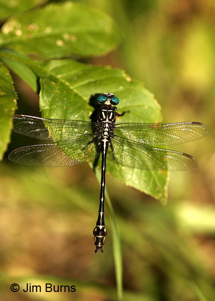 Elusive Clubtail male dorsal view, Hennepin Co., MN, September 2016