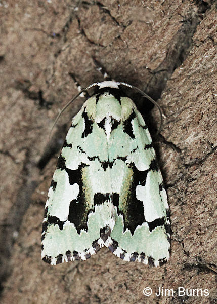 Emarginea dulcinea dorsal view #2, Arizona