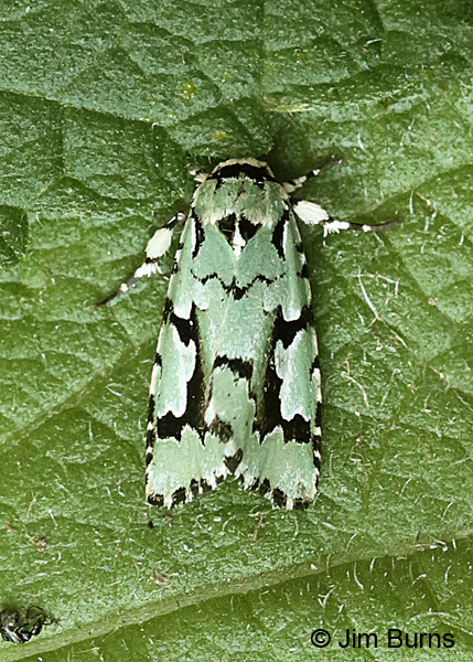 Emarginea dulcinea dorsal view, Arizona