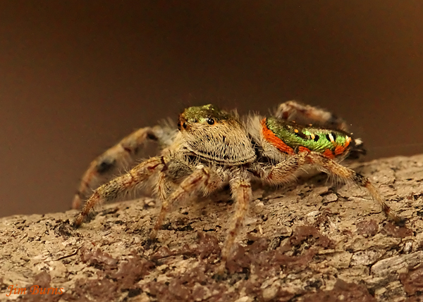 Emerald Jumping Spider female lateral view, Arizona--1002