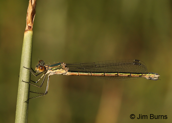 Emerald Spreadwing female, Coconino Co., AZ, June 2013
