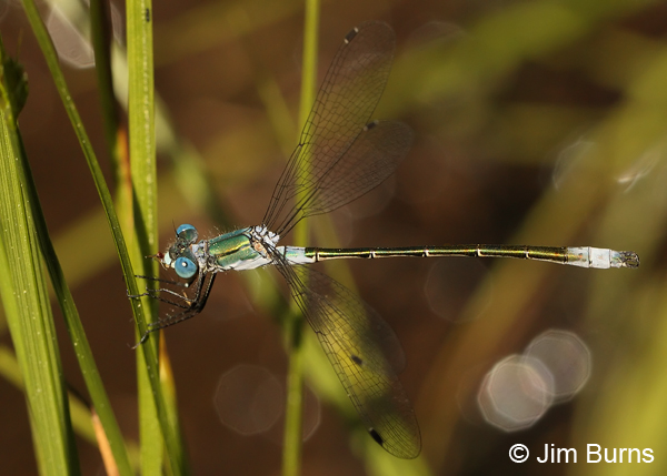 Emerald Spreadwing male, Coconino Co., AZ, June 2013