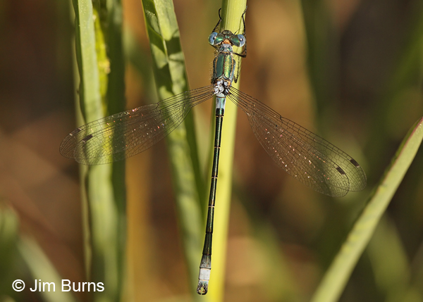 Emerald Spreadwing male horizontal dorsal view, Coconino Co., AZ, June 2013