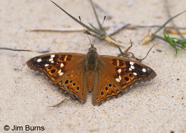 Empress Leilia, Texas
