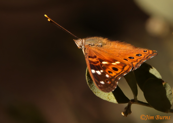 Empress Leilia in sunshaft, Arizona--4810