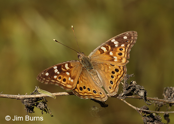 Empress Leilia on dead stalk, Arizona