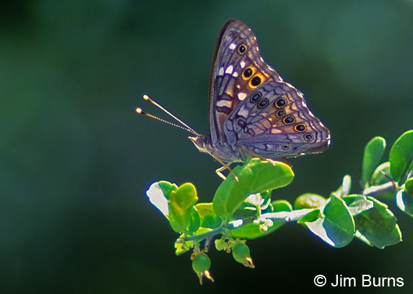 Empress Leilia underwing, Arizona
