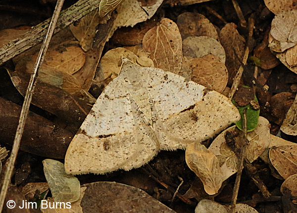 Erastria decrepitaria, Texas