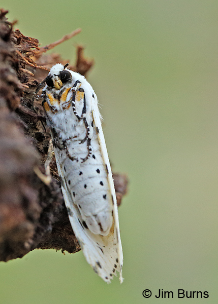 Estigmene albida ventral view, Arizona