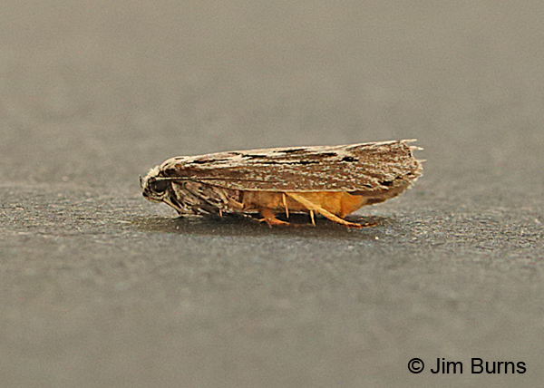 Ethmia arctostaphylella showing orange body, Arizona