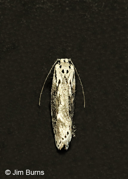 Ethmia semitenebrella  dorsal view, Mazatzal Mtns, Arizona
