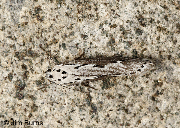 Ethmia semitenebrella dorsal view, Santa Rita Mtns, Arizona
