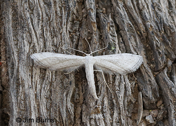 Euacidalia sericearia, Arizona
