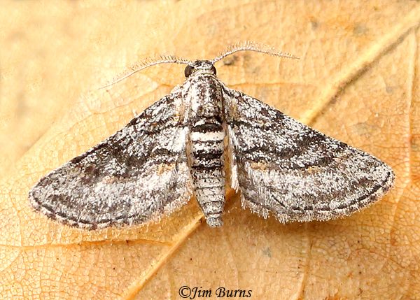Eubarnesia ritaria, Arizona--8400