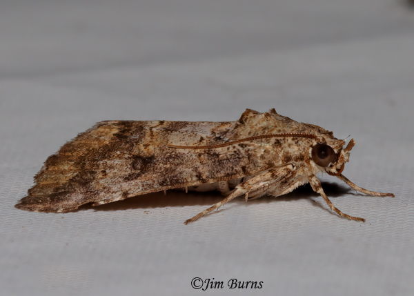 Eubolina impartialis side view, Texas--3476