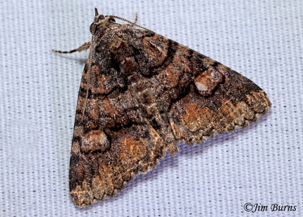 Eubolina impartialis, Texas--3661