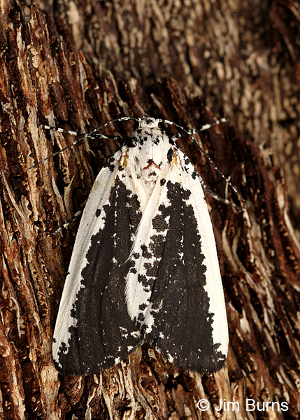 Eucaterva variaria, Arizona