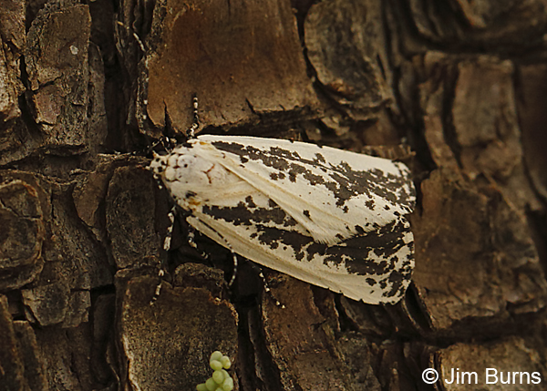 Eucaterva variaria on Alligator Juniper, Arizona--8944