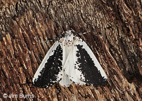 Eucaterva variaria hindwings, Arizona