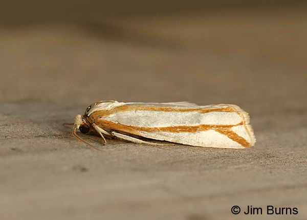 Eucosma crambitana, Oregon
