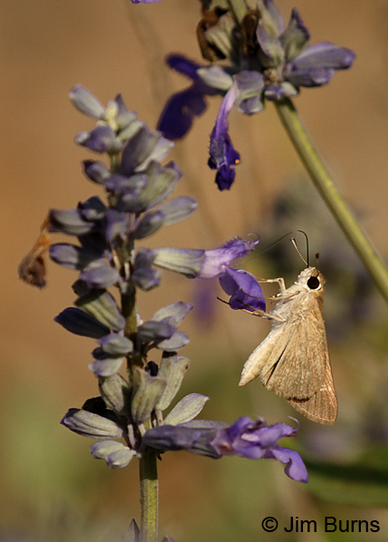 Eufala Skipper, Texas