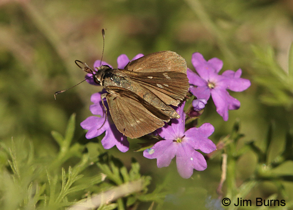 Eufala Skipper upperwing, Arizona