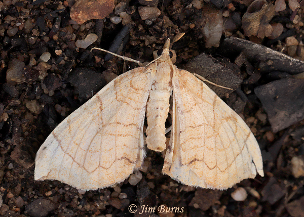 Eulithis luteolata, Arizona--5841