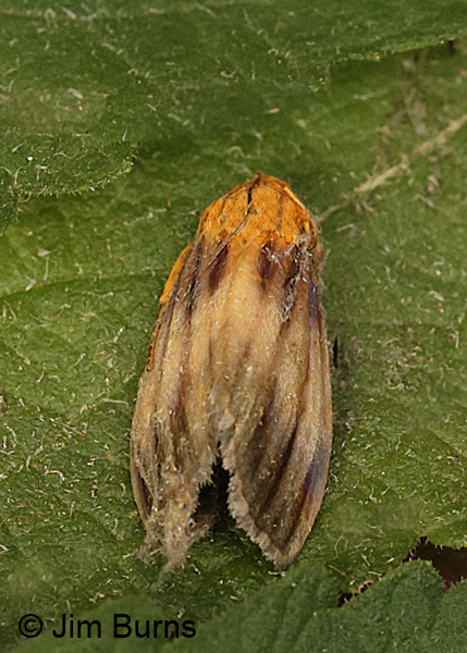 Eulithosia plesioglauca dorsal view, Arizona