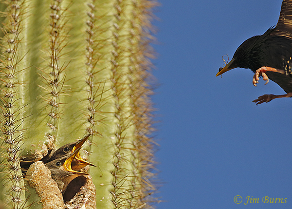 European Starling nestlings awaiting protein delivery-- 3798