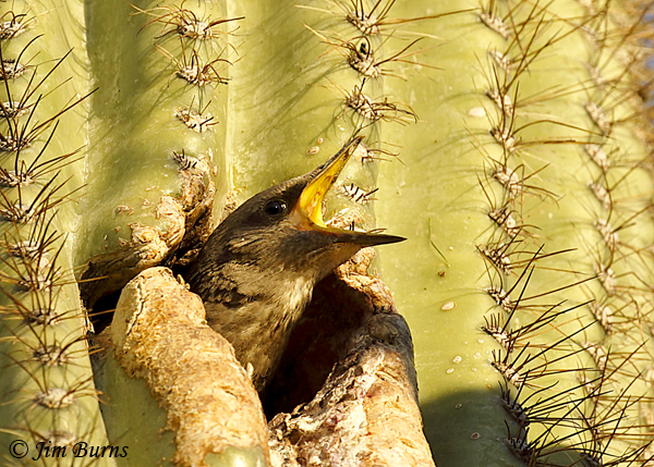European Starling nestling begging--3683