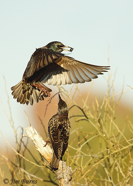 European Starling negotiations with food--7046