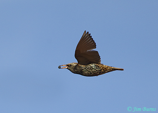 European Starling in flight with Fan Palm berry #2--7372