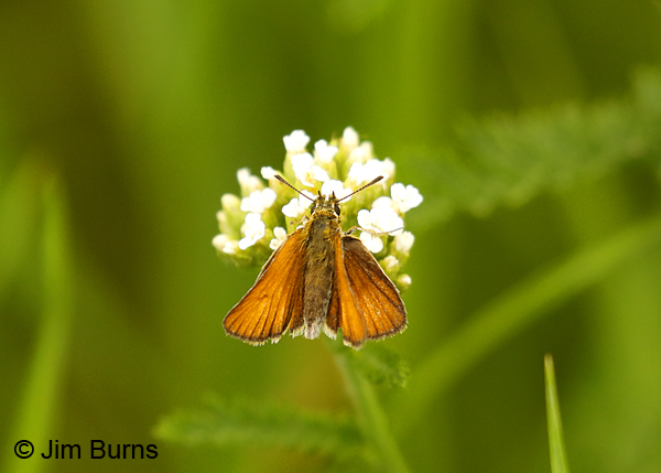 European Skipper--9602