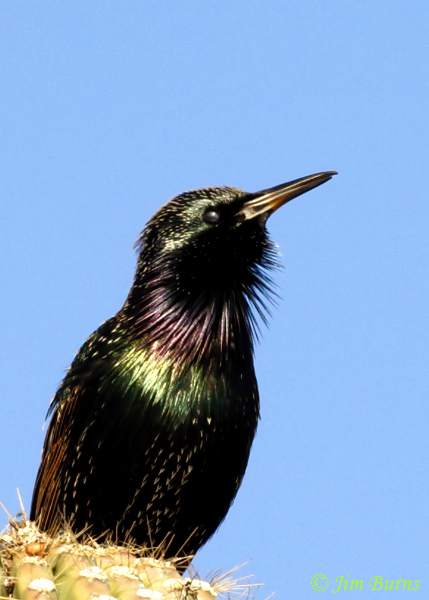 European Starling colors #2--0436