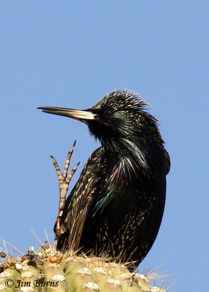 European Starling swearing in--0441