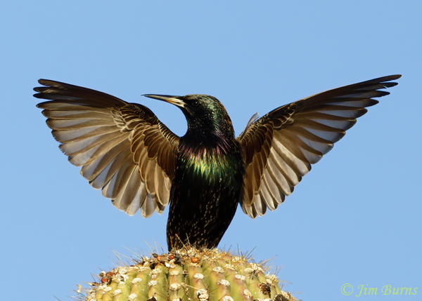 European Starling display--0490