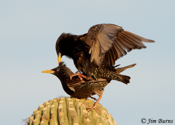 European Starlings, love hurts #2--1229