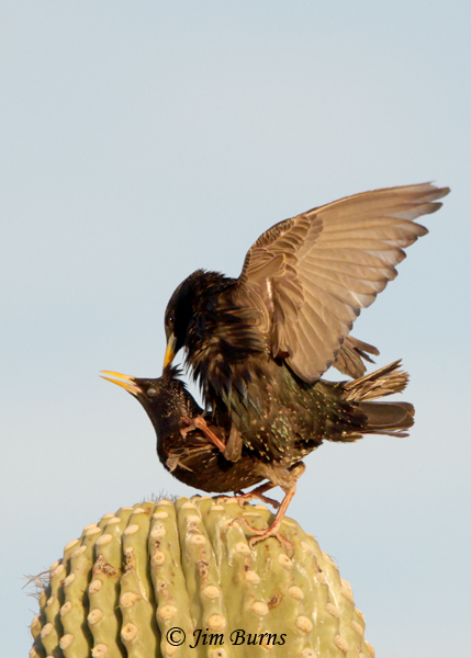 European Starlings, love hurts--1230