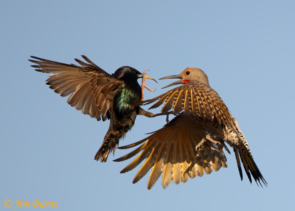 European Starling, knives out--1934