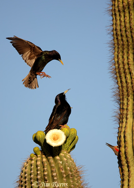 European Starling, well there goes the neighborhood--2004