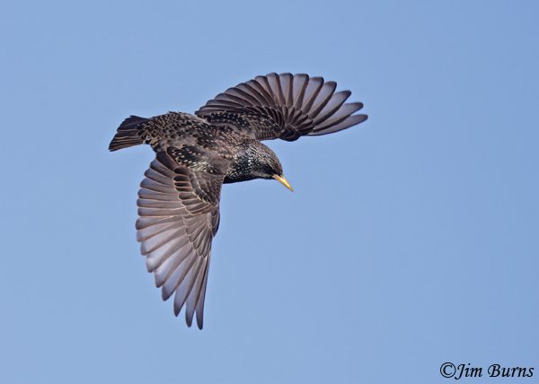 European Starling wingspread--2067