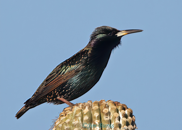 European Starling coming into breeding plumage #2--2165