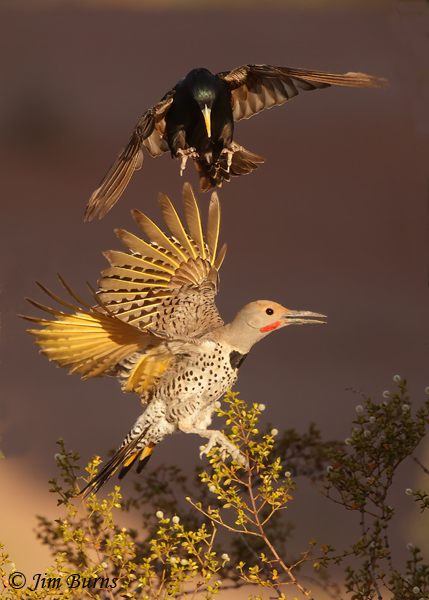 European Starling air raid--2697