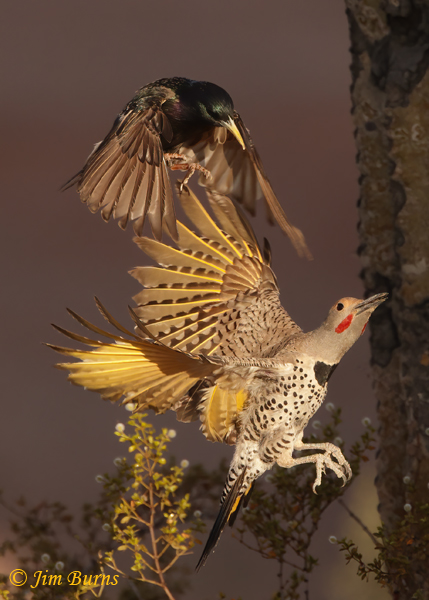 European Starling air raid #2--2698